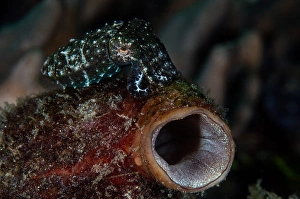 Indo Pacific Ocean Creatures Drucke: A tiny crinoid cuttlefish (Sepia sp)