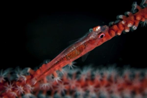 Tropical Ocean Wildlife Images Drucke: A tiny ghost goby lays on a gorgonian