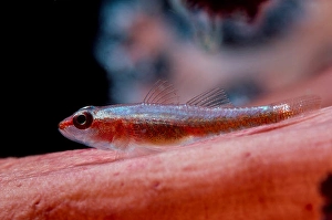 Lembeh Strait Fish Drucke: A tiny goby rests on the soft coral