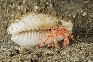 Wildlife Photography In Indonesia Drucke: Tiny red hermit crab with white conch shell