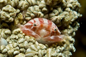 Zierlich rot und weiß gestreifter Raspbeerkarottenkrabben, Komodo, Indonesien