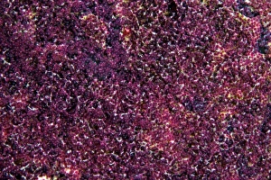 Animal Themes In Nature Drucke: Tiny Sergeant Major Eggs, Bonaire, Caribbean Netherlands