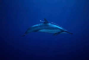Spinner Dolphin Drucke: A tiny stream of bubbles escapes the blowhole of a spinner dolphin