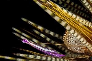 Symbiotic Relationship In Nature Drucke: A tiny white-striped urchin shrimp