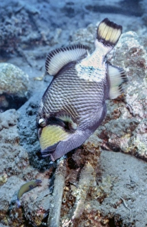 Titan Triggerfish Drucke: A titan triggerfish faces off with a small wrasse, Papua New Guinea