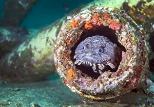 Ein Froschkabel in einem Rohrloch