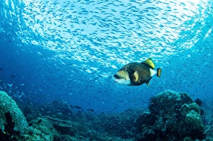 Raja Ampat Indonesia Drucke: A triggerfish swims with a school of small fish