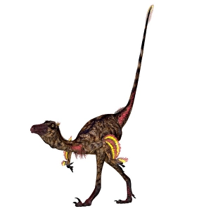 Theropod Dinosaurs Drucke: Troodon dinosaur walking