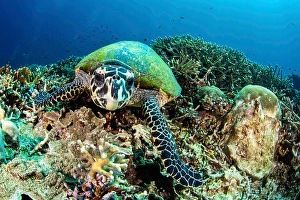 Eretmochelys Imbricata Species Drucke: A turtle gazes at its own reflection in the camera lens