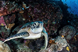 North Sulawesi Wildlife Drucke: A turtle rests on a ledge on a coral reef