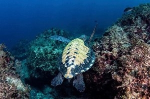 Sea Turtles Drucke: A turtle shows off it's beautiful shell