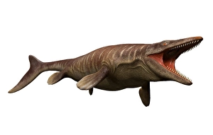 White Background Dinosaur Image Drucke: Tylosaurus isolated on a white background