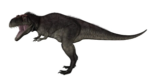 Carnivorous Dinosaur Drucke: Tyrannotitan dinosaur roaring, white background