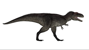 Fierce Prehistoric Creatures Drucke: Tyrannotitan dinosaur, white background