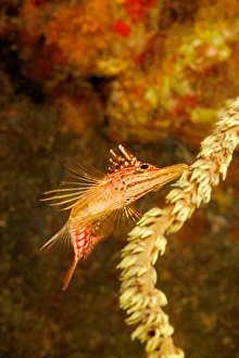Tropical Fish Underwater Drucke: The underside of a longnose hawkfish
