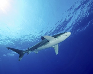Bahamas Marine Life Drucke: Underside of an oceanic whitetip shark