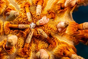 Echinoderm Images Drucke: The underside of the rough-spined urchin