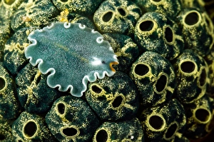 Underwater Sea Life Drucke: Undescribed flatworm on tunicates