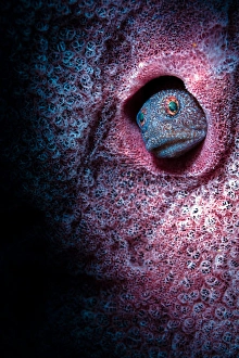 Philippine Sea Creatures Drucke: Unknown blenny inside a barrel sponge