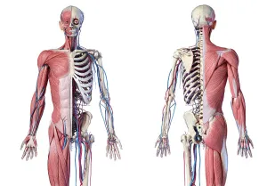 Human Muscular System Drucke: Upper body skeleton with muscles