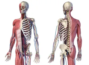 Human Cardiovascular System Drucke: Upper body skeleton with muscles
