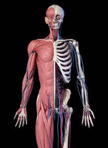 Human Anatomy Drucke: Upper body front view of skeletal