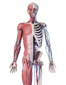 Human Anatomy Drucke: Upper body front view of skeletal