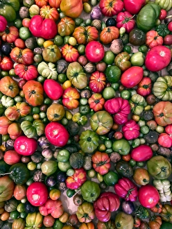 Colorful Vegetable Arrangement Drucke: Various types of heirloom tomatoes