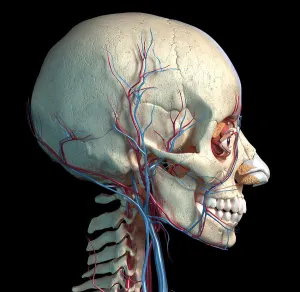 Biomedical Artwork Images Drucke: Vascular system of the human head