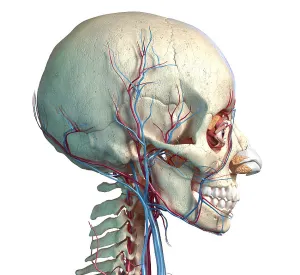 Biomedical Artwork Images Drucke: Vascular system of the human head