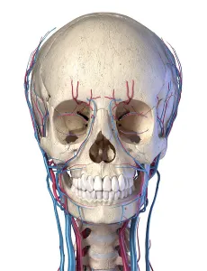 Cardiovascular System Artwork Drucke: Vascular system of the human head on white background