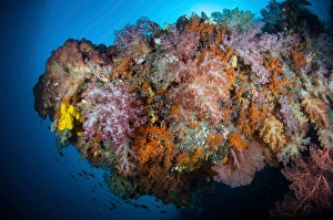 Raja Ampat Coral Reefs Drucke: Vibrant soft corals, Dendronephthya sp