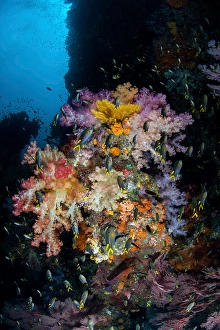 Raja Ampat Coral Reefs Drucke: Vibrant soft corals, Dendronephthya sp