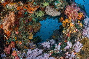 Vibrant Marine Life Drucke: Vibrant soft corals, Dendronephthya sp