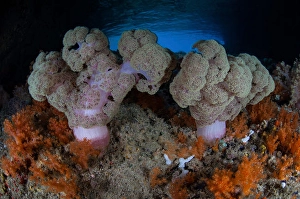 Coral Reef Ecosystems Drucke: Vibrant soft corals, Dendronephthya sp