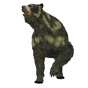 Ursidae Family Members Drucke: Front view of an Arctodus short-faced bear