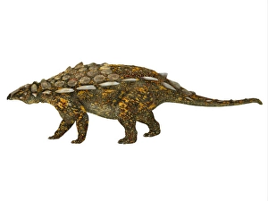 Jurassic Period Creatures Drucke: Side view of a Gargoyleosaurus dinosaur
