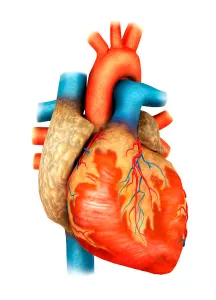 Human Heart Anatomy Drucke: Front view of human heart