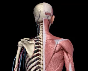 Cardiovascular System Diagram Drucke: Front view of human torso skeleton with muscles