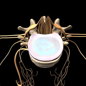 Human Spine Illustration Drucke: Top view of an intervertebral disc