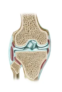 Knee Anatomy Drucke: Front view of knee section to show interior structures