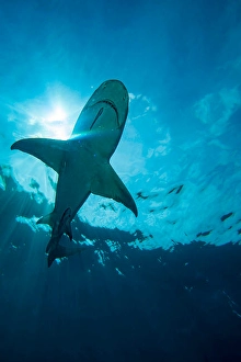 Lemon Shark Drucke: A view looking up at a lemon shark
