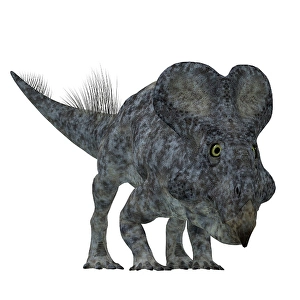Ceratopsid Dinosaurs Drucke: Front view of a Protoceratops dinosaur