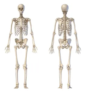 Human Skeleton Anatomy Drucke: Front and back views of full human skeleton on white background