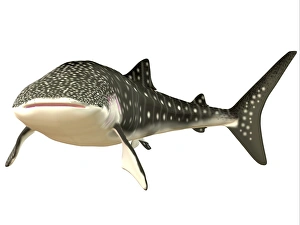 Rhincodon Typus Images Drucke: Whale Shark