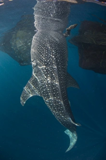 Whale Shark Indonesia Drucke: Whale shark with head reflected on surface