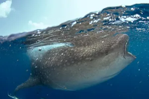Filter Feeding Sharks Drucke: Whale shark (Rhincodon typus), split image