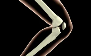 Femur Tibia Fibula Bones Drucke: X-ray image of knee