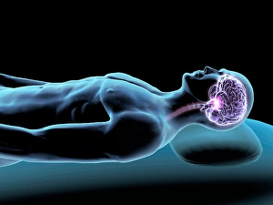 Human Brain Illustration Drucke: X-ray of sleeping man with brain