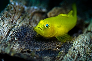 Close Up Fish Photography Drucke: Yellow Ghostgoby on eggs